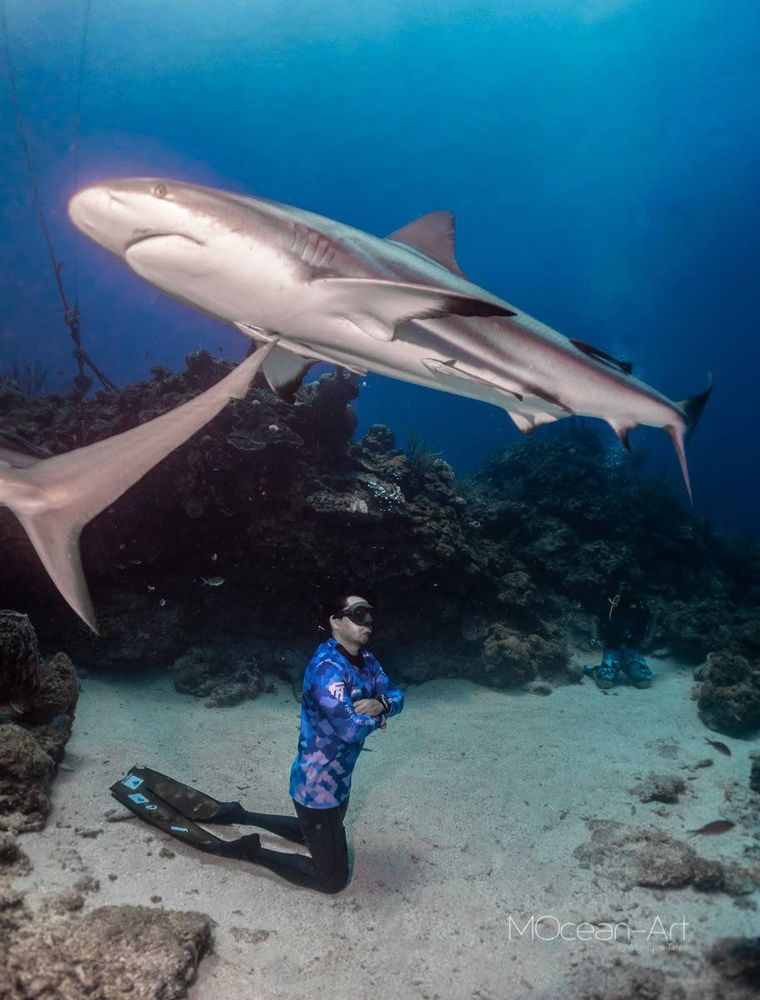 Caribbean reef shark over the Roatán house reef
