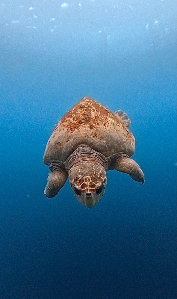 Hawksbill turtle in the blue off Roatán